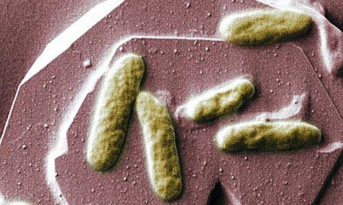 科學家研制生物電池未來手機或可靠糞便驅動 科學家研制生物電池未來手機或可靠糞便驅動